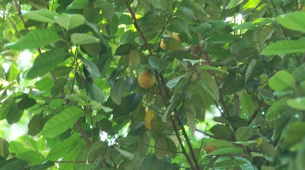 This garden has lots of herbs and spices. One can buy spices from here but it will be costly from outside market.
#Munnar #Spicegarden #LifeAtExpedia