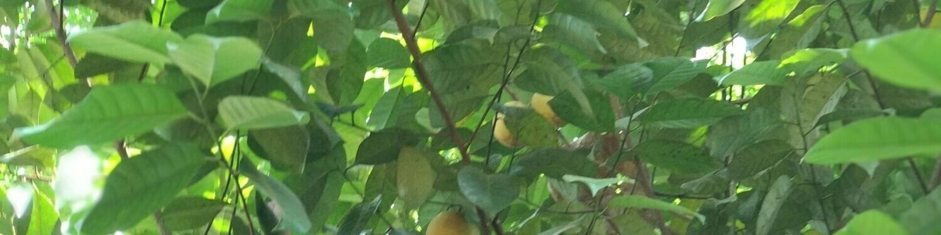 This garden has lots of herbs and spices. One can buy spices from here but it will be costly from outside market.
#Munnar #Spicegarden #LifeAtExpedia
