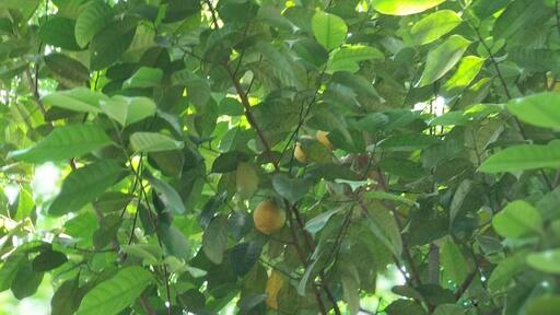 This garden has lots of herbs and spices. One can buy spices from here but it will be costly from outside market.
#Munnar #Spicegarden #LifeAtExpedia