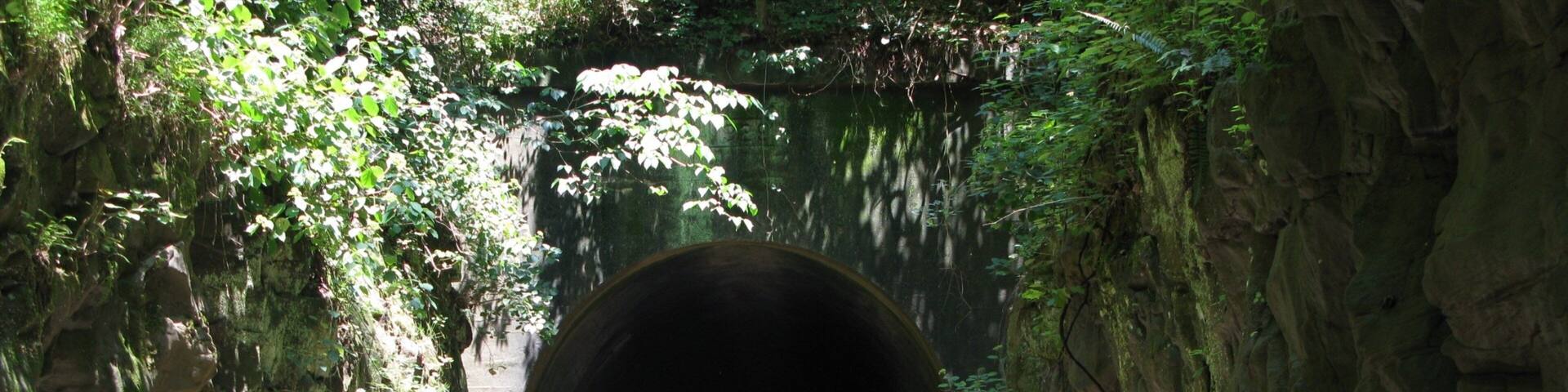 Southern Illinois showing forests as well as an individual femail