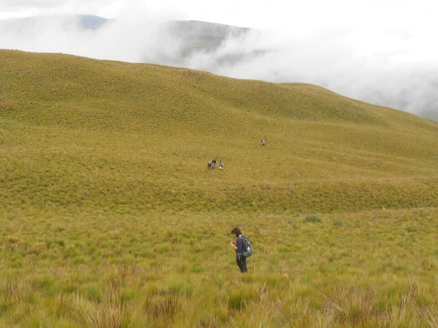 Nothing but golden grass as far as the eye can see. It was breathtaking. A group of highly endangered Andean Condors resides in the cliffs beyond the far hill.