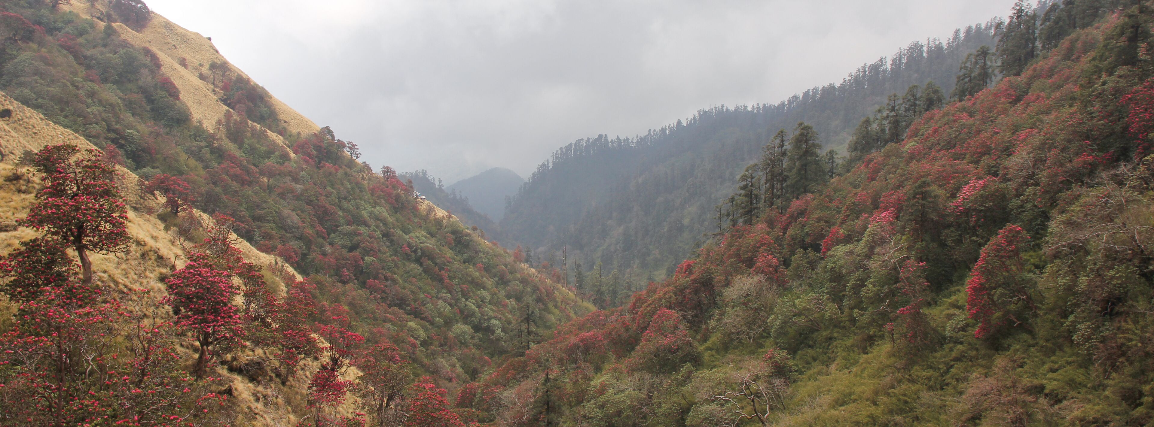 A valley with red foliage trees and a mountain range in the background.
