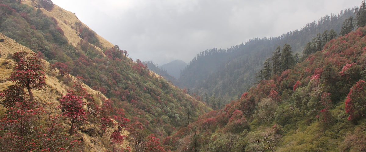 A valley with red foliage trees and a mountain range in the background.