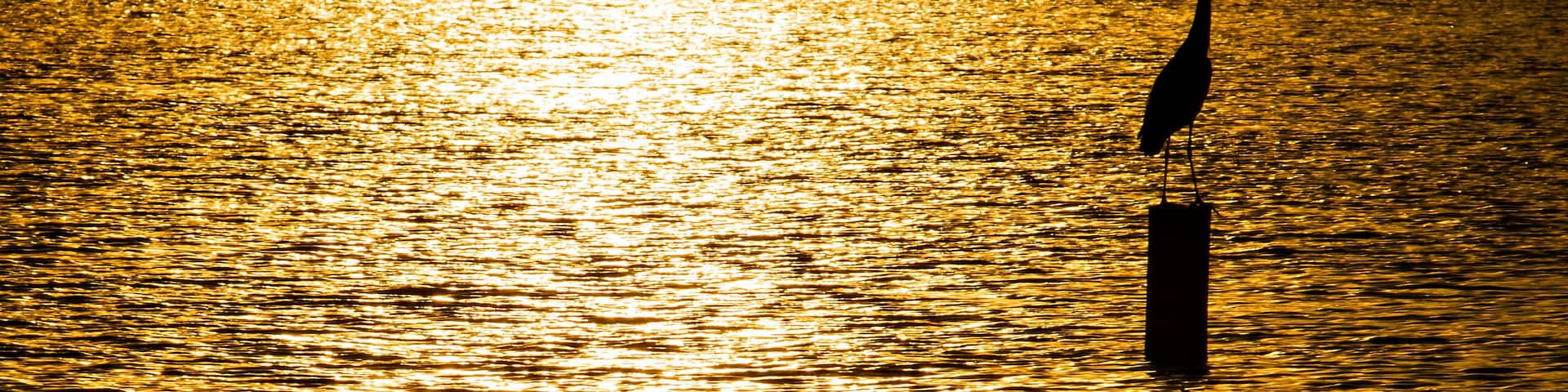 Great Blue Heron at Sunset