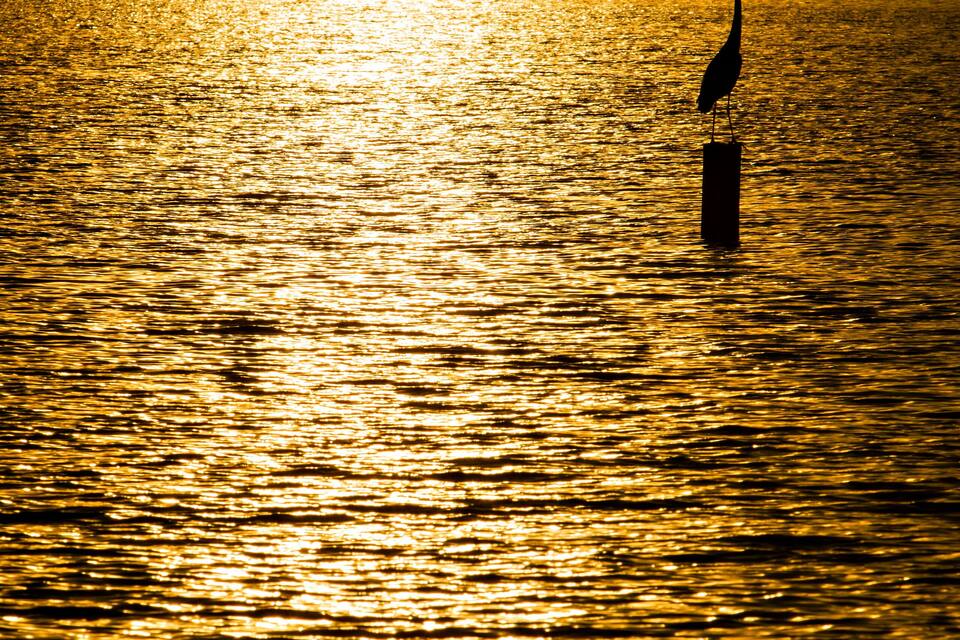 A heron standing in a body of water with the sun reflecting off the surface.