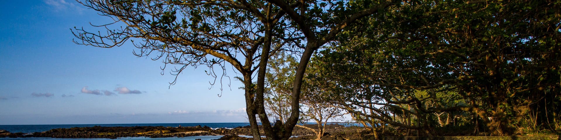 Tree in Carlsmith Beach Park