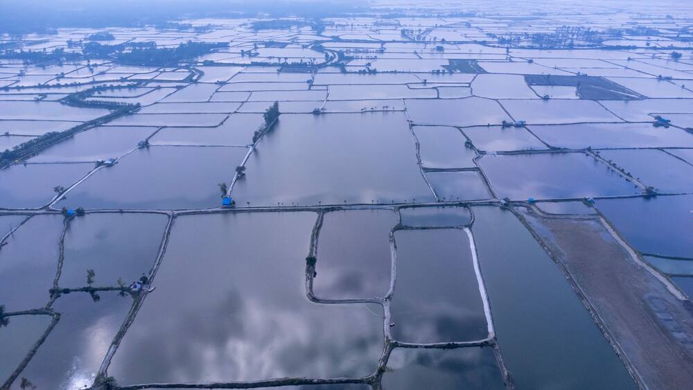Flooded rice paddies from an aerial perspective creating geometric patterns. The Muhuri Project is Bangladesh's second-largest irrigation project. Aerial View of Farm Ponds and Coastal Landscape