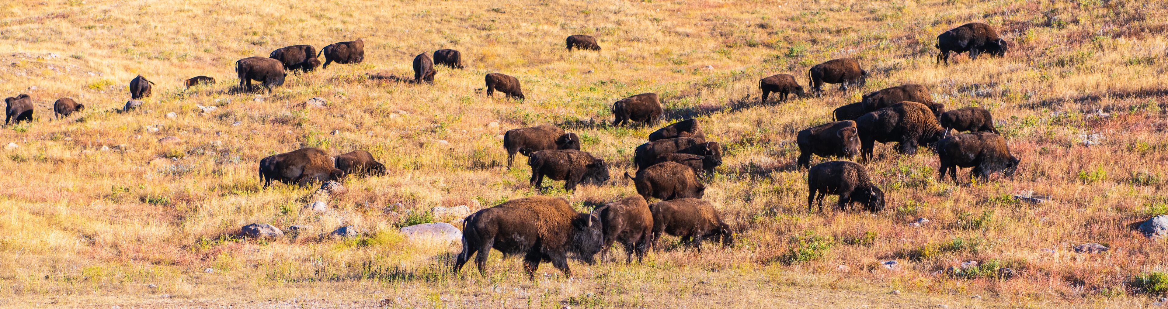 Landscape of a Small Bison Herd Moving up a Ridge near the Wildlife Loop Road in Custer State Park, South Dakota in the Autumn