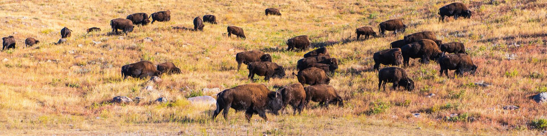 Landscape of a Small Bison Herd Moving up a Ridge near the Wildlife Loop Road in Custer State Park, South Dakota in the Autumn
