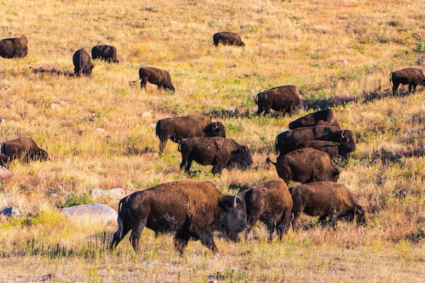 Landscape of a Small Bison Herd Moving up a Ridge near the Wildlife Loop Road in Custer State Park, South Dakota in the Autumn