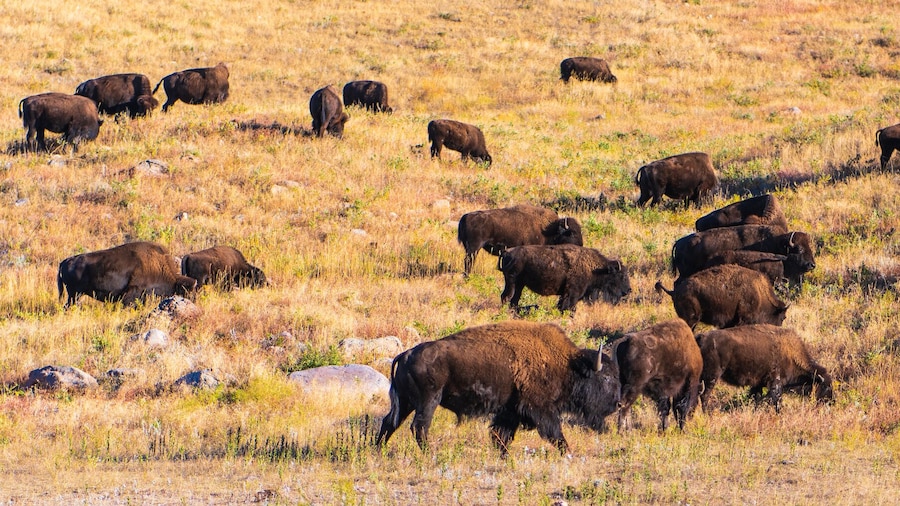 カスター ステート パーク ワイルドライフ ループ ロード
