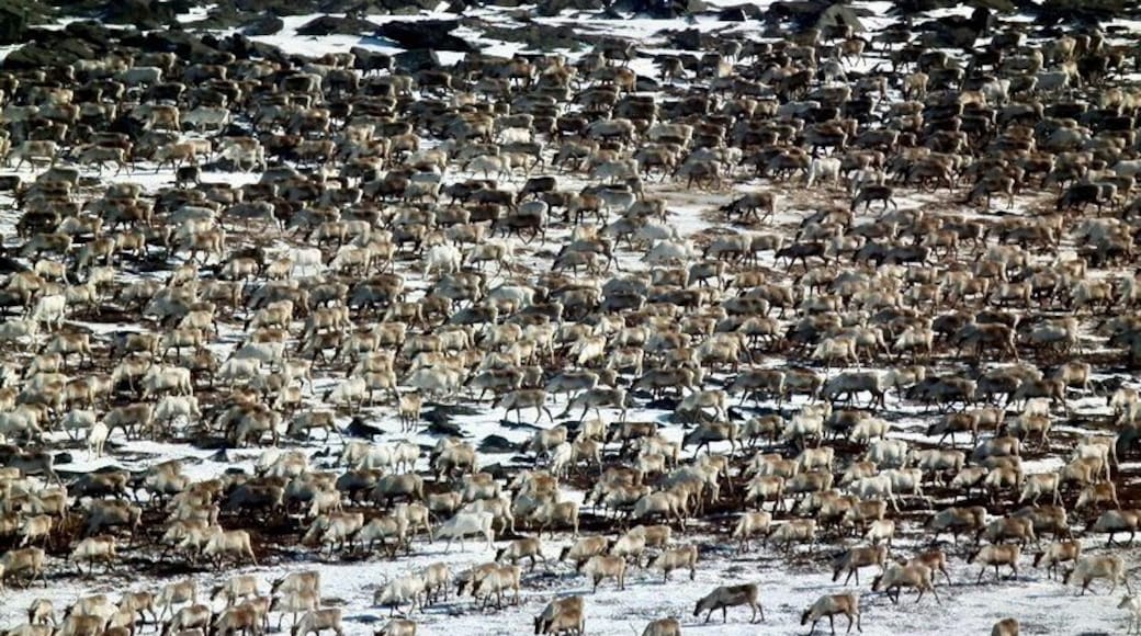 Part of a 4,000-head #reindeer herd photographed from above while being driven down from their winter pastures in the mountains to summer pastures in the #tundra by #indigenous #Saami herders on #Arctic #Russia’s #Kola Peninsula.