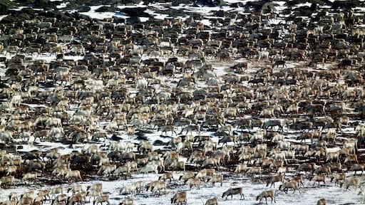 Part of a 4,000-head #reindeer herd photographed from above while being driven down from their winter pastures in the mountains to summer pastures in the #tundra by #indigenous #Saami herders on #Arctic #Russia’s #Kola Peninsula.