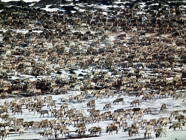 Part of a 4,000-head #reindeer herd photographed from above while being driven down from their winter pastures in the mountains to summer pastures in the #tundra by #indigenous #Saami herders on #Arctic #Russia’s #Kola Peninsula.