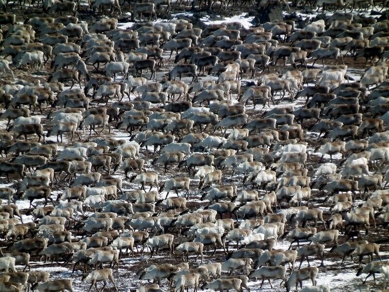 Part of a 4000-head reindeer herd viewed from above as the indigenous Saami herders drive them down a mountain to their summer pastures below