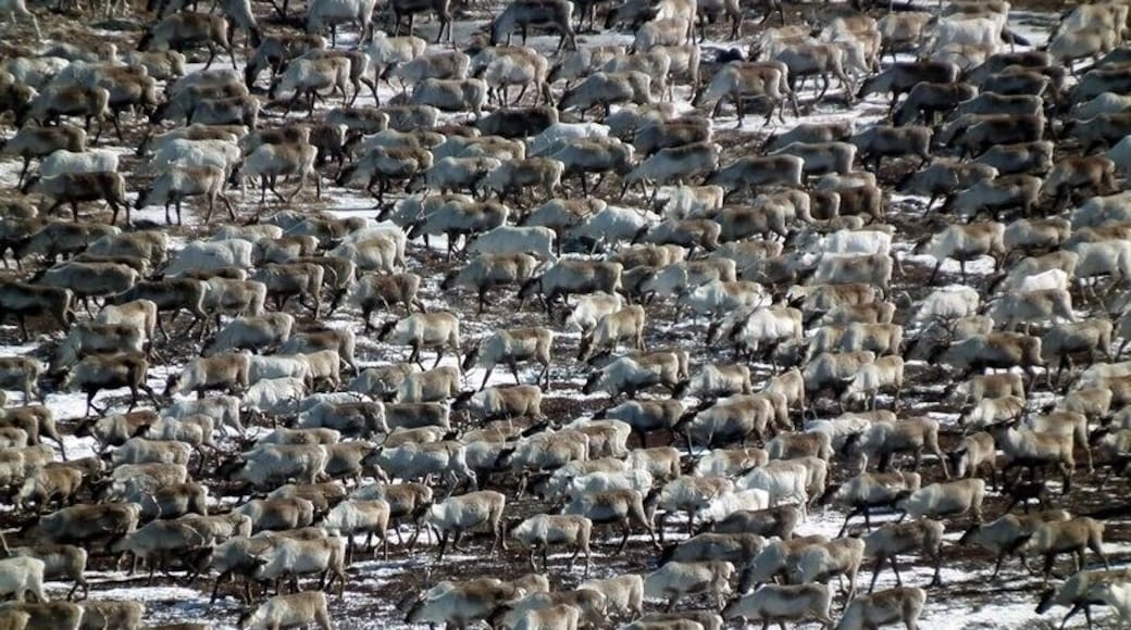 Part of a 4000-head reindeer herd viewed from above as the indigenous Saami herders drive them down a mountain to their summer pastures below