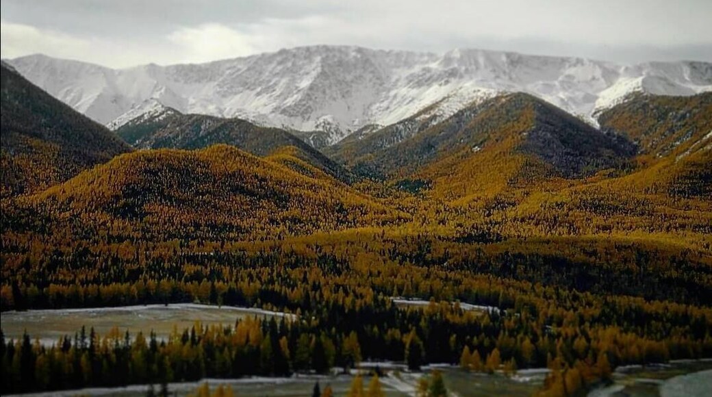 Throwback picture: Another shot of the altai mountains
#offbeatrussia
#chuskiytrakt
#hiking
#aboveitall
#golden