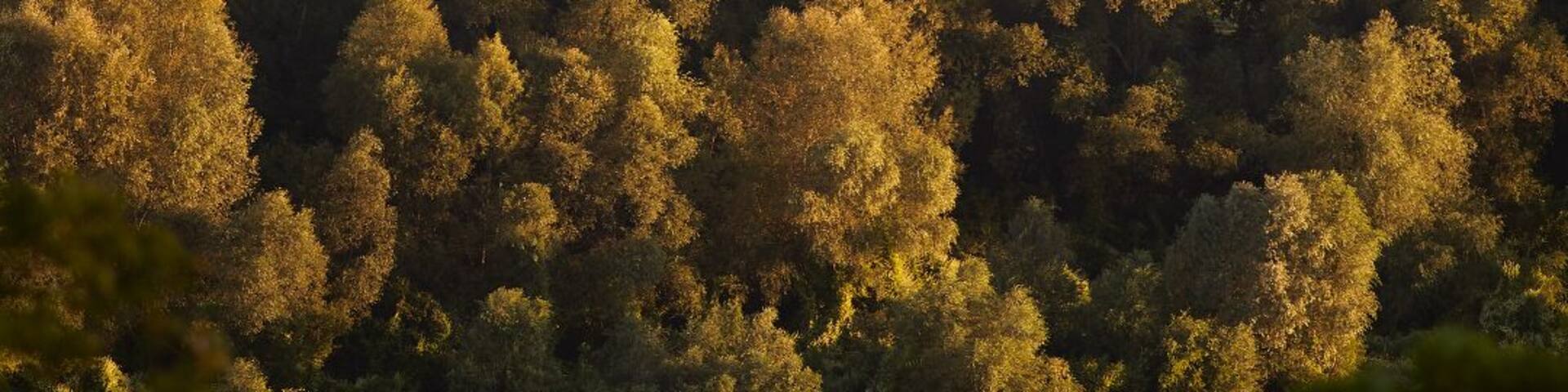 Fields of Voronezh region