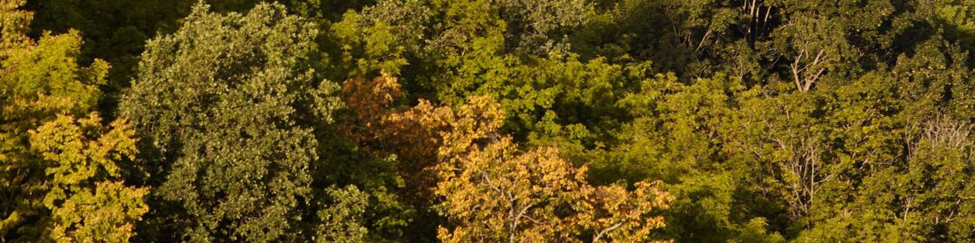 First early morning train