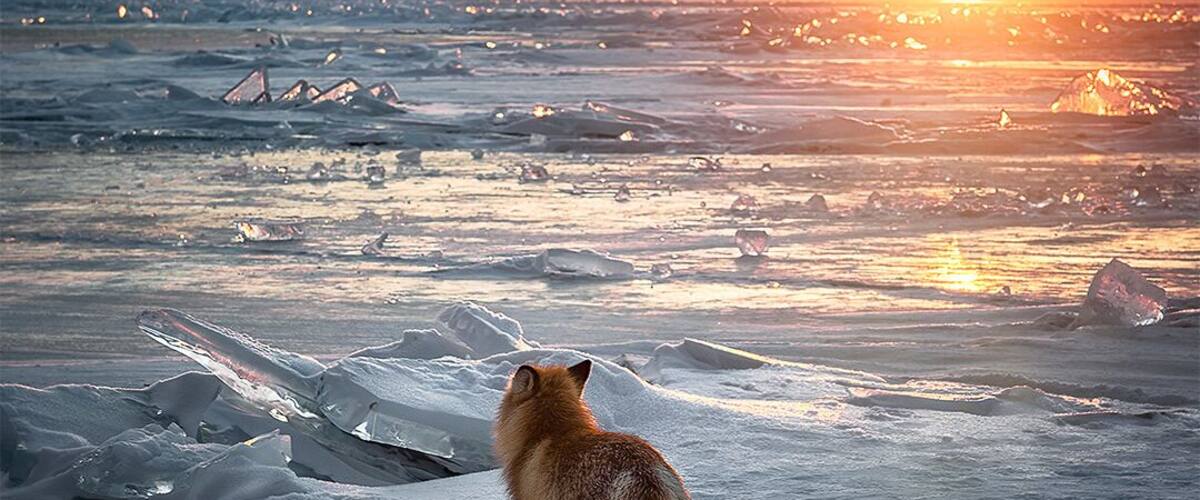 A lone fox is waiting for the tourist vans to drive home, so he can reclaim the infinite ice fields of Lake Baikal in Siberia. The fox was attracted by our cooking - little picnic at a designated public picnic area on the ice- and behaved relatively friendly. Lake Baikal develops 2 meters thick ice every winter, making it safe to drive and walk on it. #lakebaikal #siberia #Adventure #nature #winter #wildlife #sunset