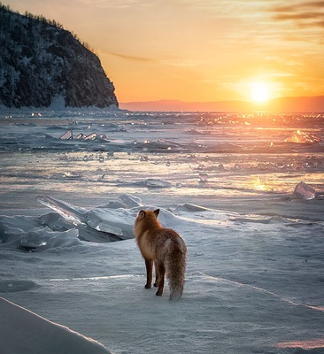 A lone fox is waiting for the tourist vans to drive home, so he can reclaim the infinite ice fields of Lake Baikal in Siberia. The fox was attracted by our cooking - little picnic at a designated public picnic area on the ice- and behaved relatively friendly. Lake Baikal develops 2 meters thick ice every winter, making it safe to drive and walk on it. #lakebaikal #siberia #Adventure #nature #winter #wildlife #sunset