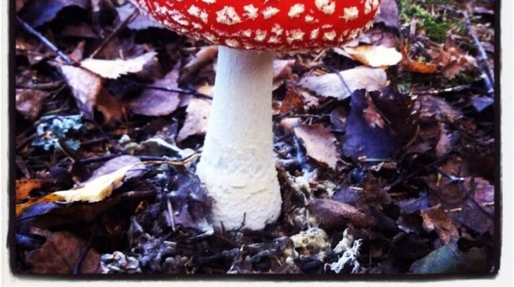 Very nice forests around