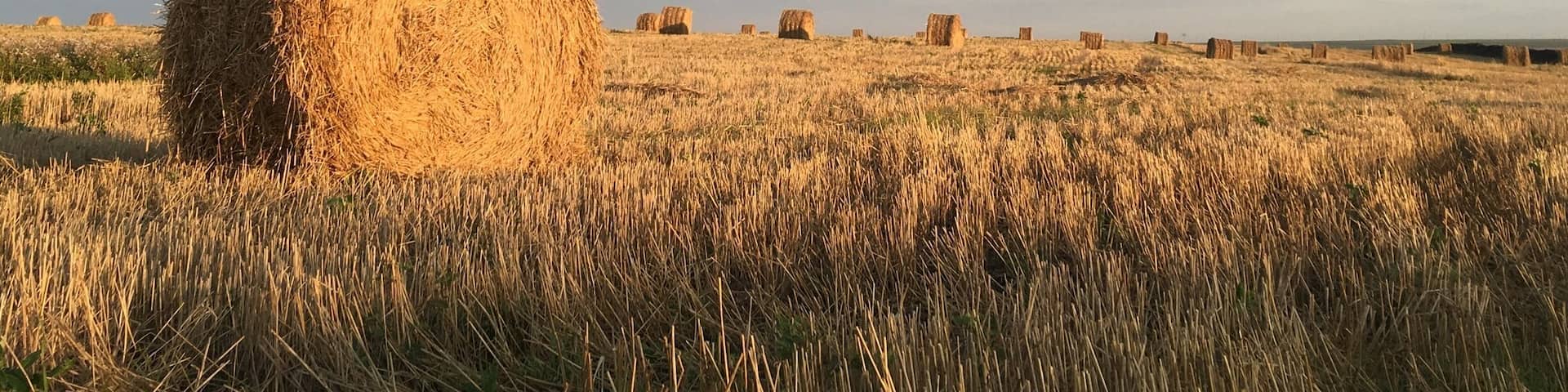 Утренние пейзажи с дороги