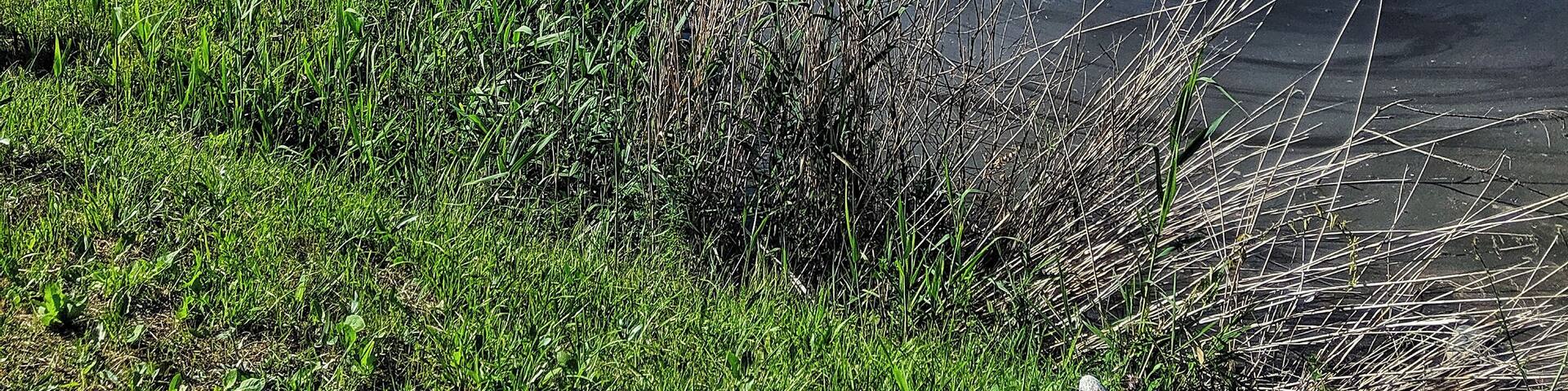 Lake day in the foothills of the Caucasus Mountains! A half hour outside Pyatigorsk, Russia past the sunflower fields is this lake where you can rent a cabaña and order Uzbek Plov cooked over an open fire 🌻
#Nature #Russia #lakeday #foothills #mountains