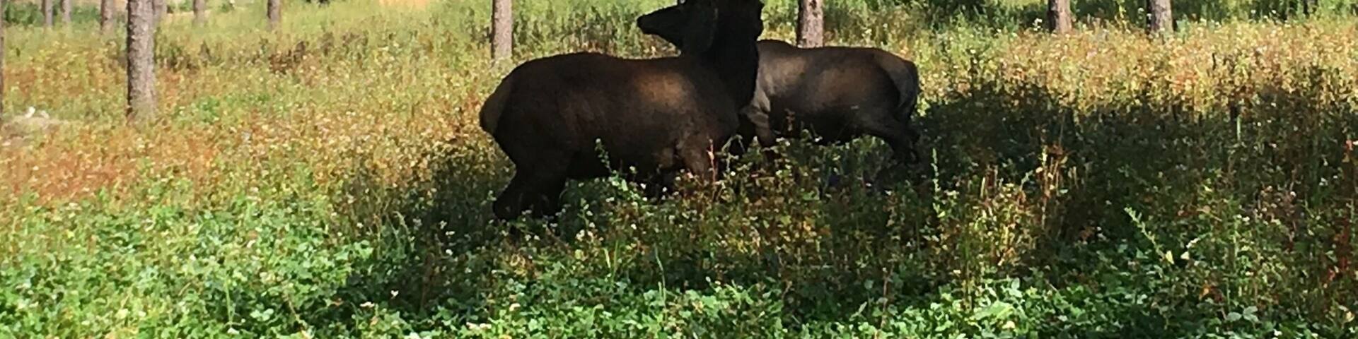 Благородная пара)