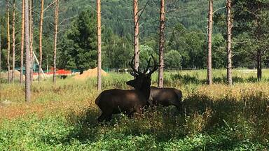 Благородная пара)