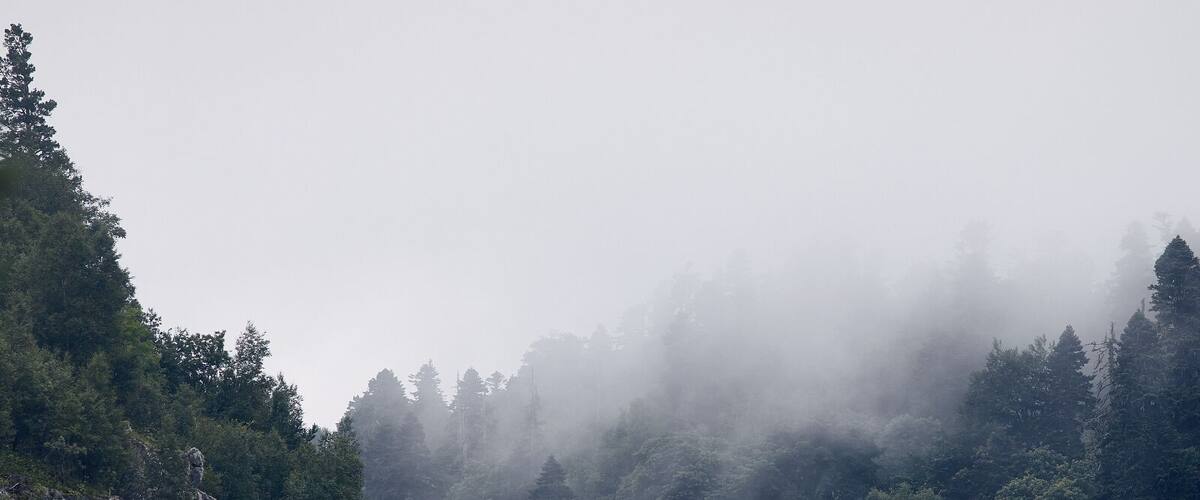 A dense forest with mist-covered trees and rocky outcrops.