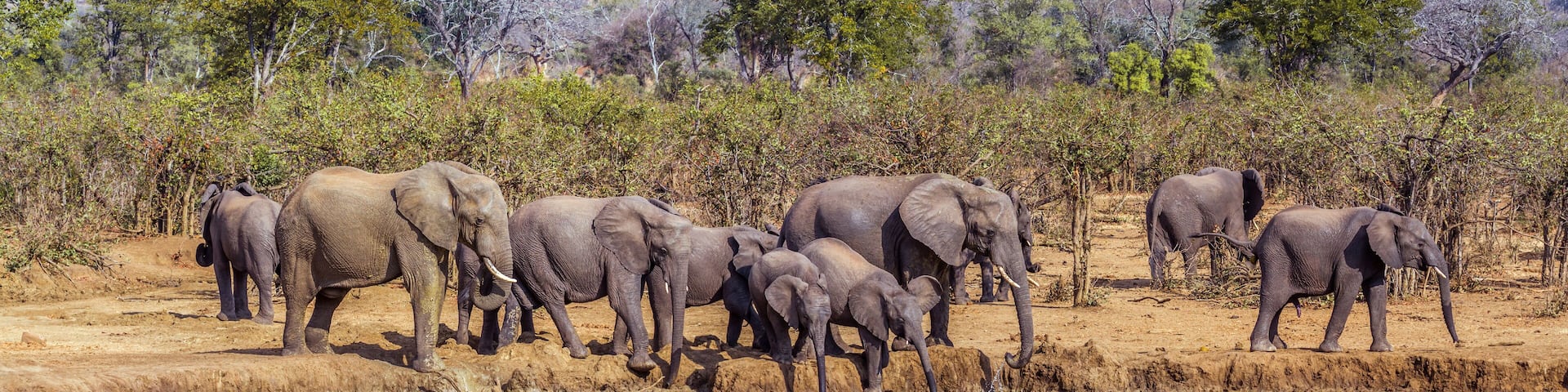 African bush elephant in Kruger National park, South Africa; Specie Loxodonta africana family of Elephantidae