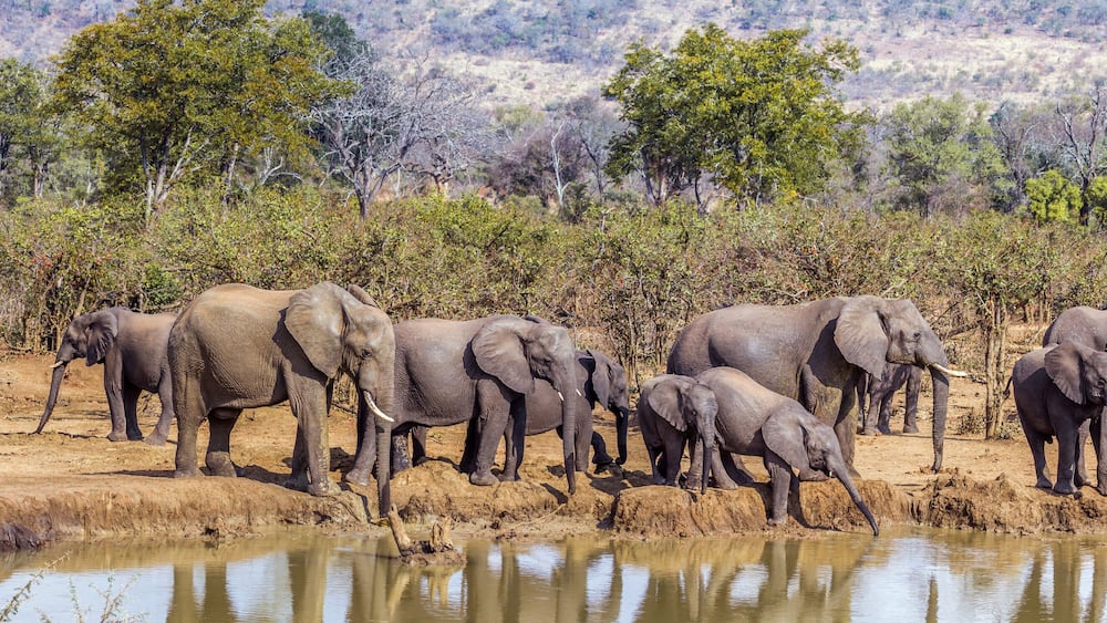 African bush elephant in Kruger National park, South Africa; Specie Loxodonta africana family of Elephantidae