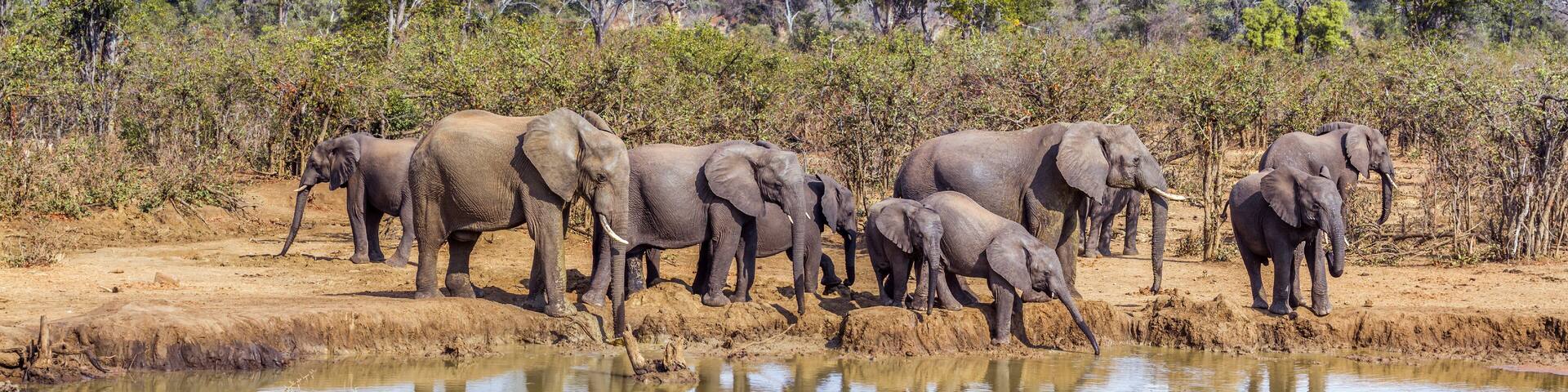 African bush elephant in Kruger National park, South Africa; Specie Loxodonta africana family of Elephantidae