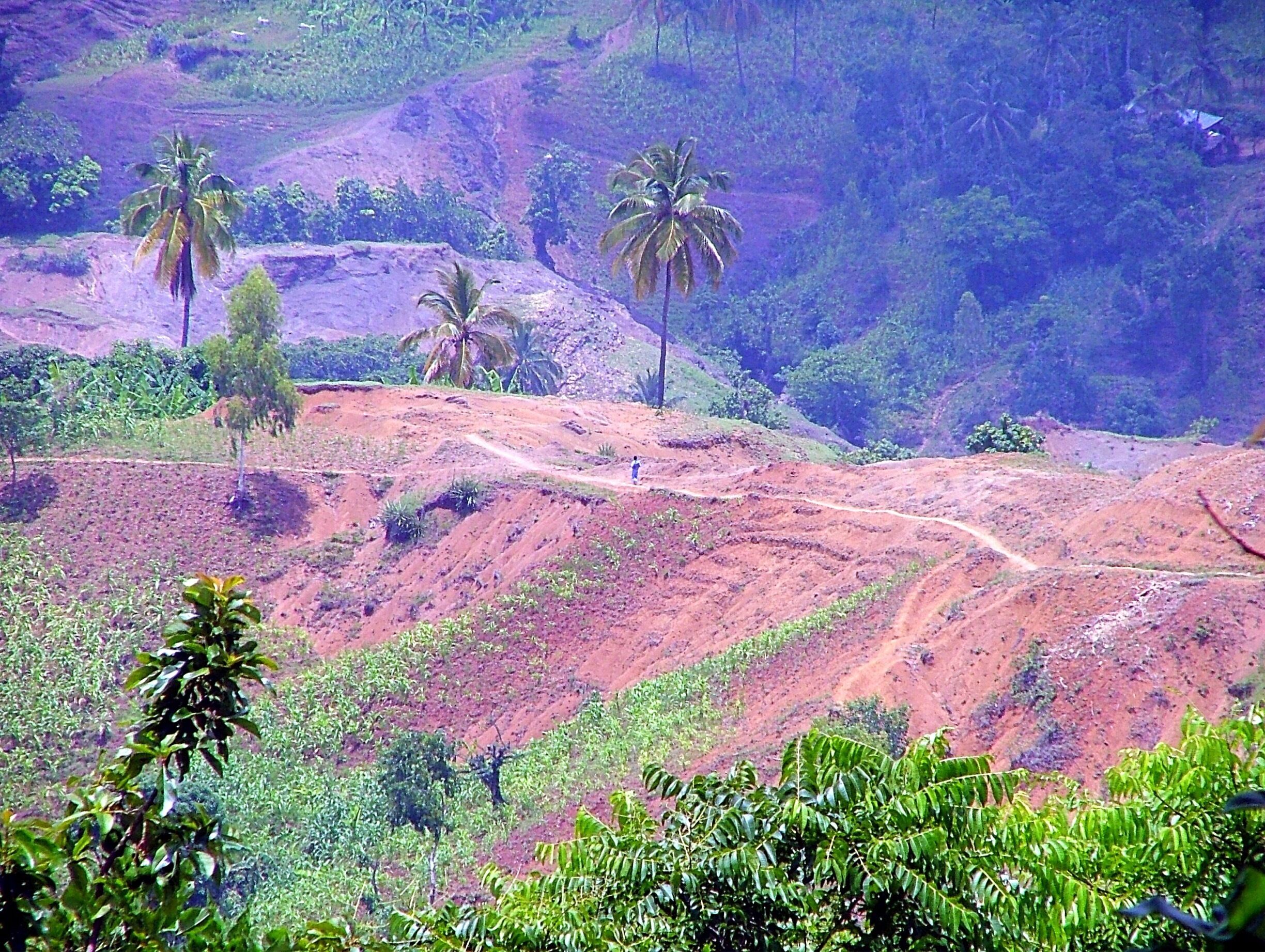 A hilly landscape with palm trees and a dirt path.