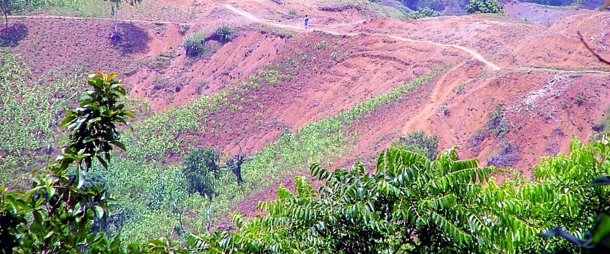 A hilly landscape with palm trees and a dirt path.