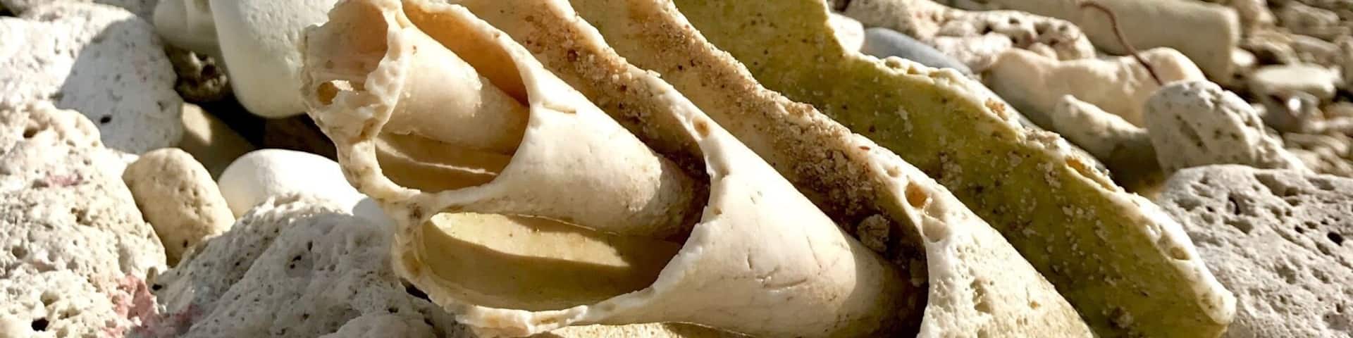 A little shelly beach an hour out of Les Cayes. Beautiful spot, worthy the bumby ride. #BeachBound