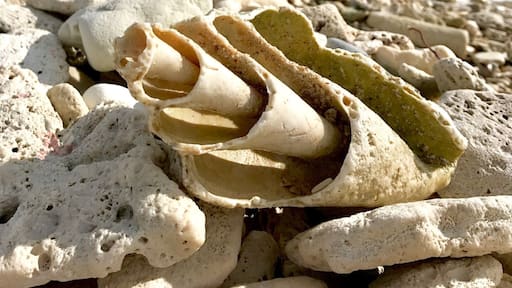 A little shelly beach an hour out of Les Cayes. Beautiful spot, worthy the bumby ride. #BeachBound