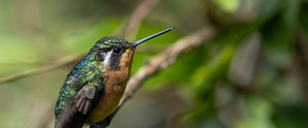 Female purple-throated mountain hummingbird resting on a perch in Monteverde, Costa Rica