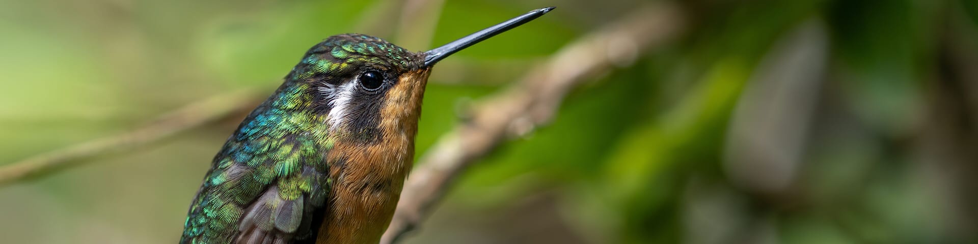 Female purple-throated mountain hummingbird resting on a perch in Monteverde, Costa Rica