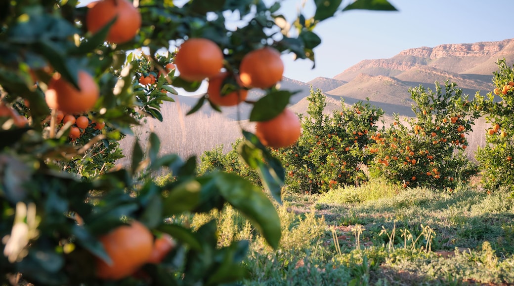 Mandarin orange orchard scene with blurred oranges in foreground and mountains in the background.