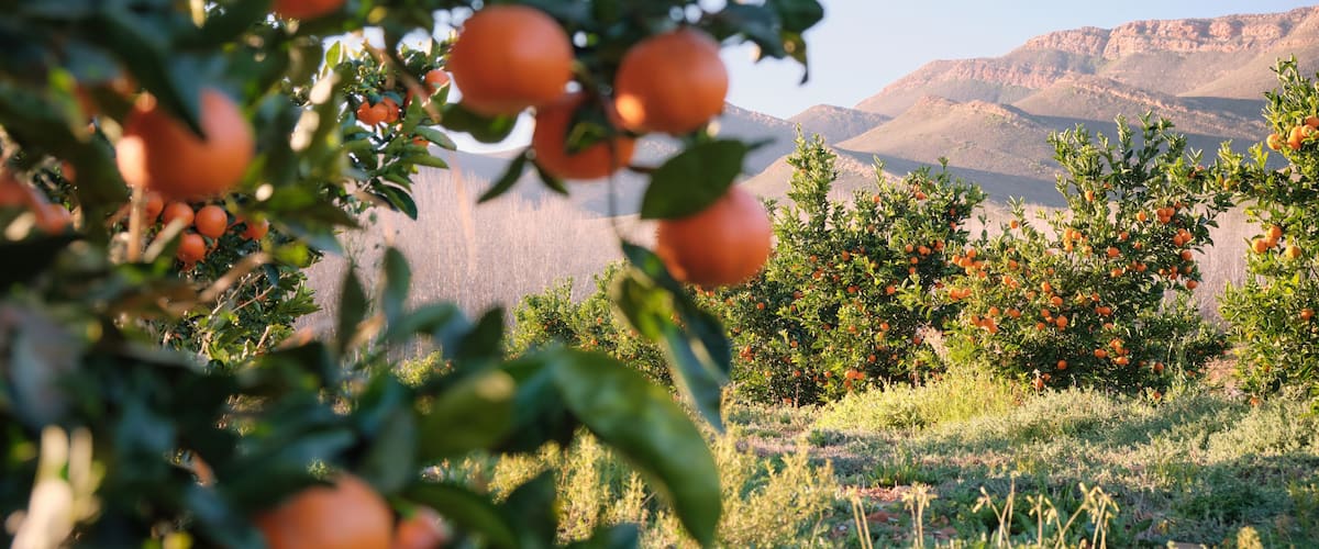 Mandarin orange orchard scene with blurred oranges in foreground and mountains in the background.
