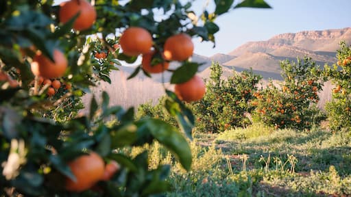 Mandarin orange orchard scene with blurred oranges in foreground and mountains in the background.