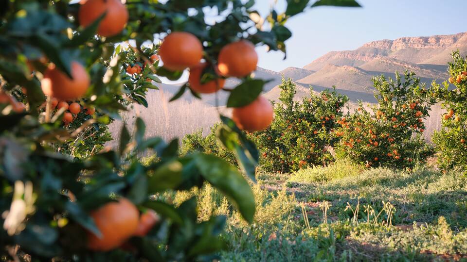 An orchard with orange trees and a mountainous backdrop.