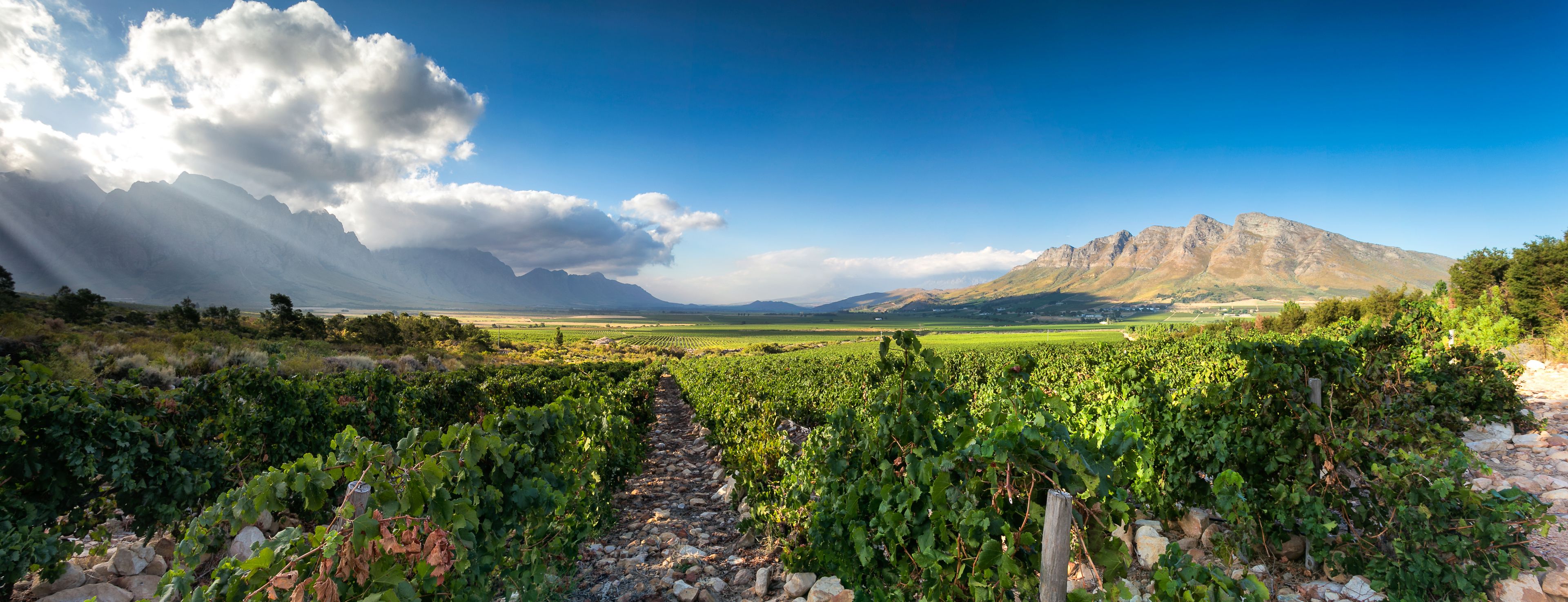 A vineyard with rows of grapevines, a mountain range in the background, and a partly cloudy sky.