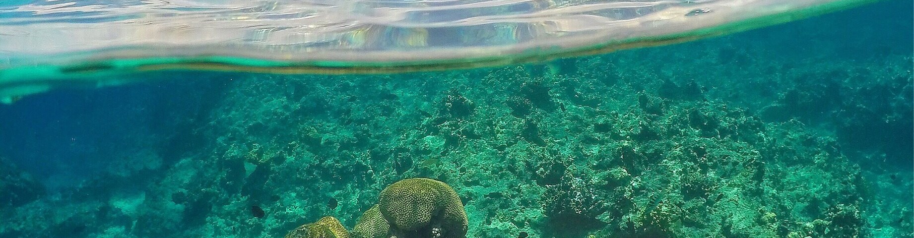 Swimming around the coral gardens of Pele Island! ☀️🐠🐟🌴😀
@pocruises #pocruises #likenoplaceonearth #vanuatu #GoProANZ