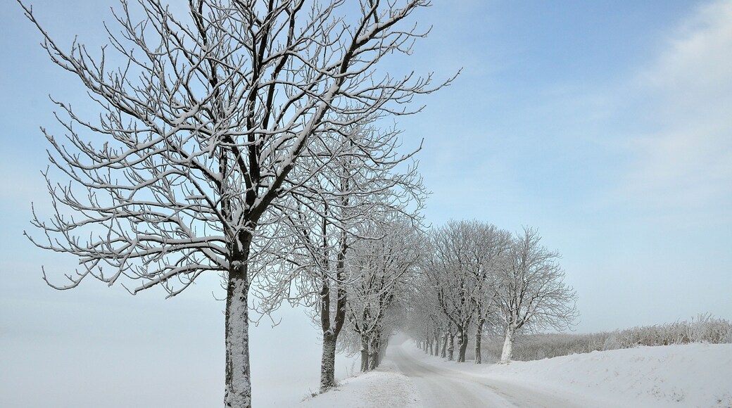 Chestnuts Alle in winterdress.