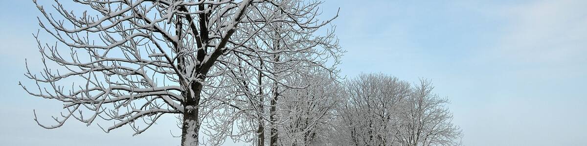 Chestnuts Alle in winterdress.
