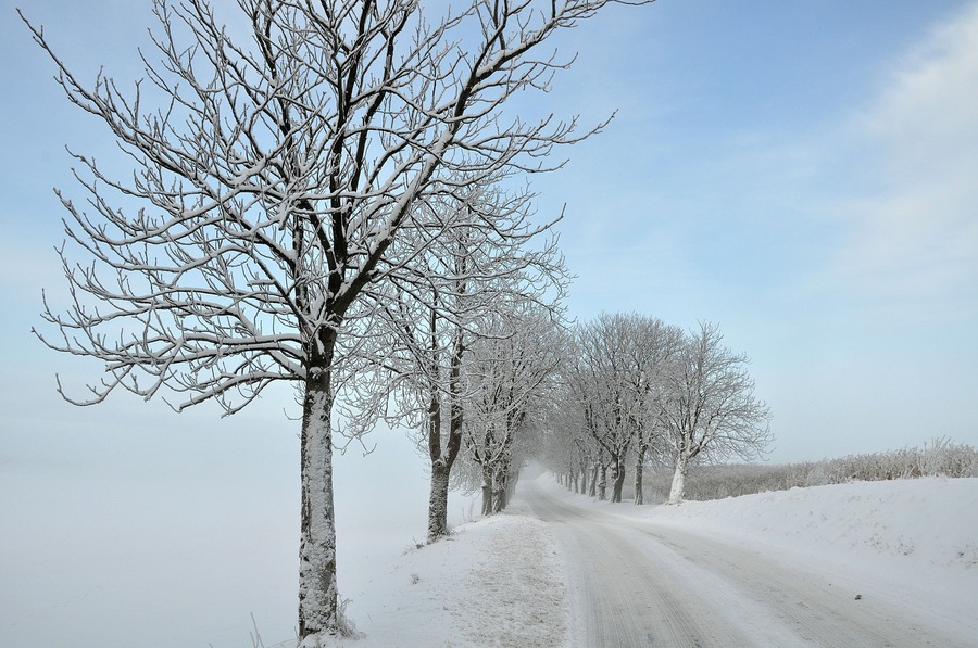 Chestnuts Alle in winterdress.