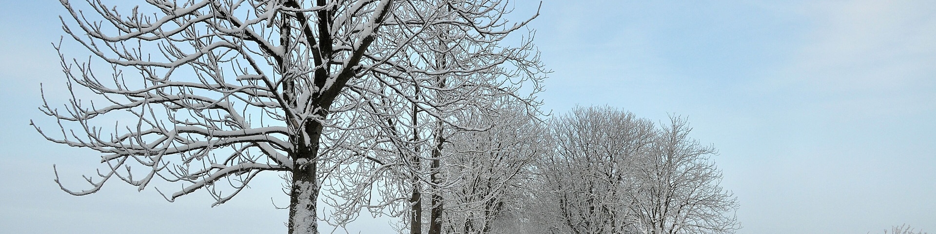 Chestnuts Alle in winterdress.